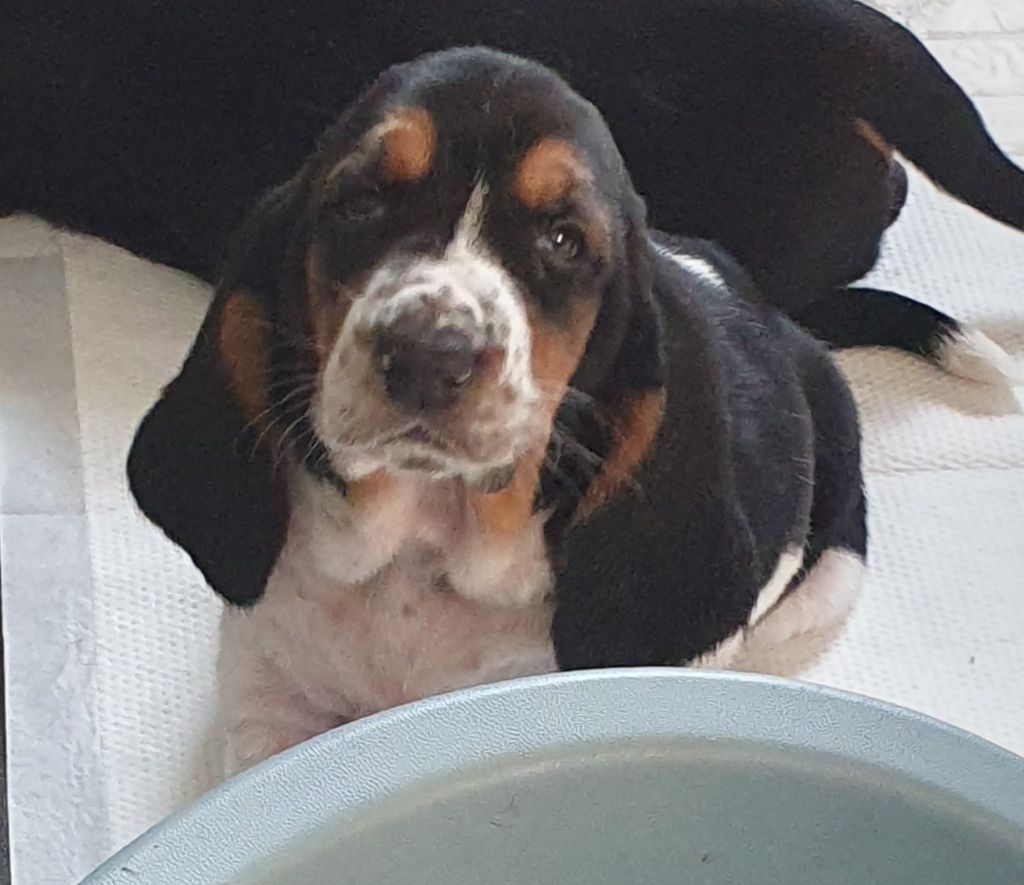 Athéna Des Échos Saint Hubert