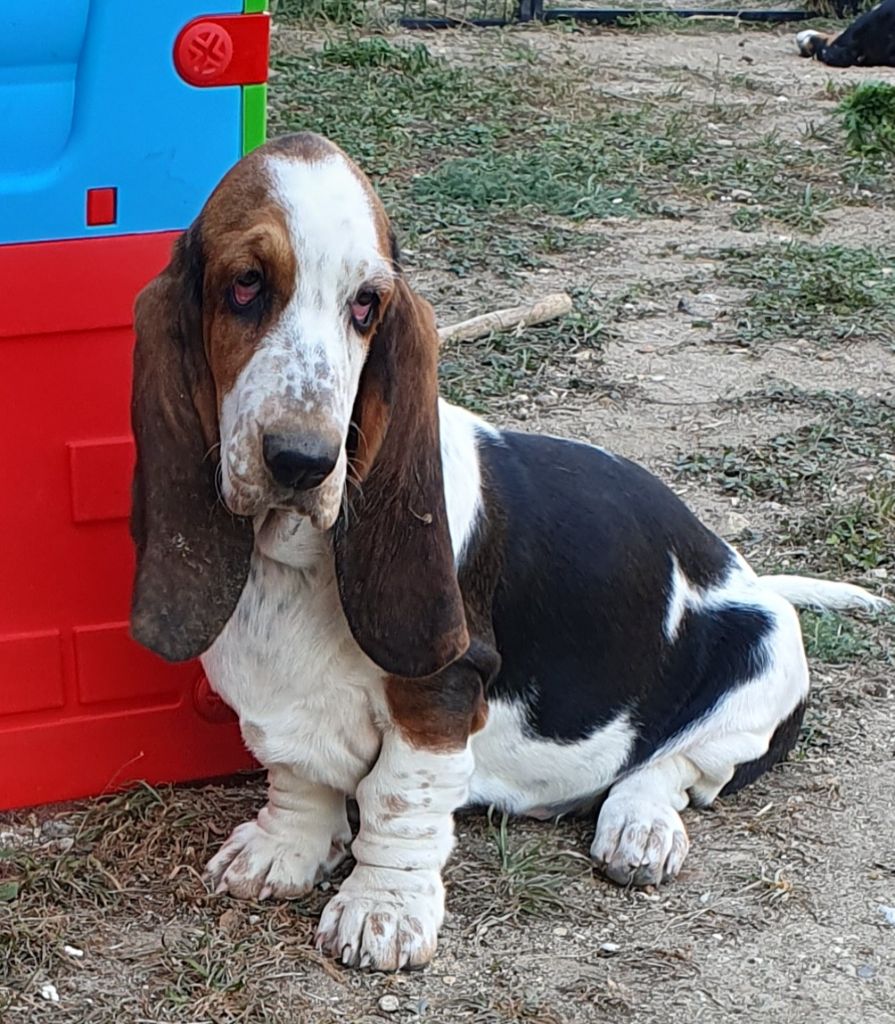 Alba du domaine de léon de la seille