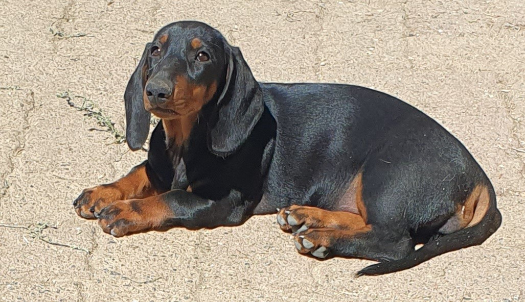 Gabéric's Babouchka