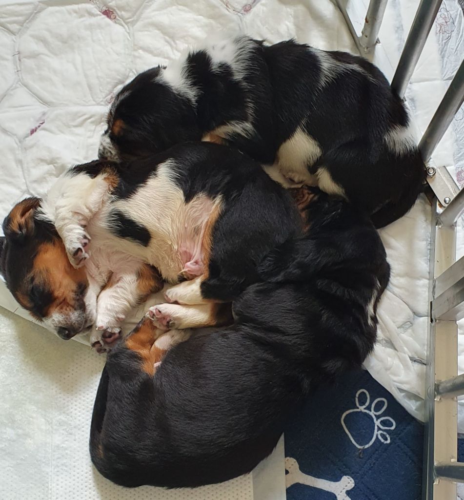 Des Échos Saint Hubert - Des beaux bébés 