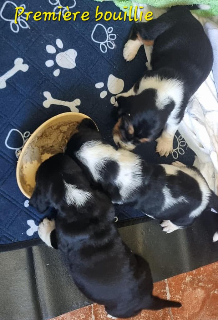 Chiot Basset Hound Des Échos Saint Hubert