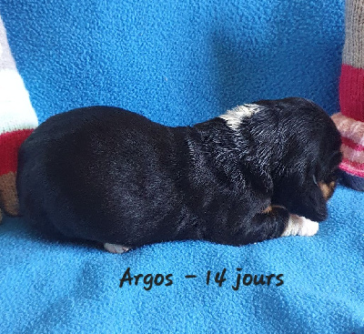 CHIOT 1